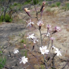 stephanomeria exigua - Dean's stephanomeria, Deane's wirelettuce stephanomeria exigua